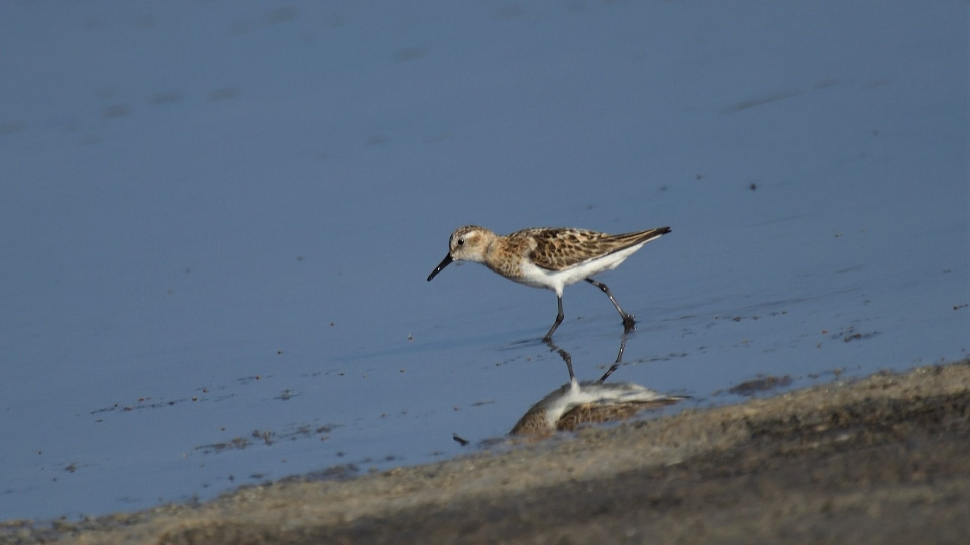 Little Stint — Ana fotoğraf